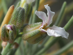 Parolinia ornata