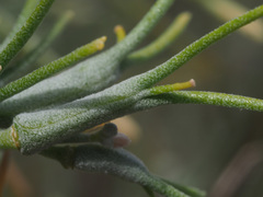 Parolinia ornata