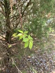 Parthenocissus quinquefolia image