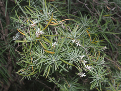 Parolinia glabriuscula