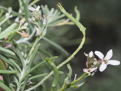 Parolinia glabriuscula
