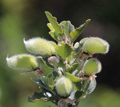 Podalyria calyptrata