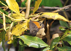 Haywardella edmondsii