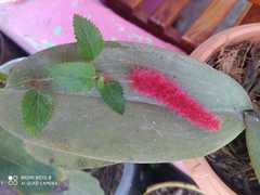 Acalypha chamaedrifolia