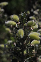 Podalyria calyptrata