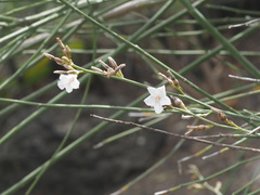 Convolvulus scoparius