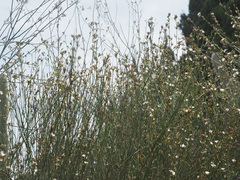 Convolvulus scoparius