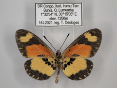 Acraea bonasia