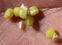 Indigofera cytisoides