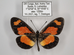 Acraea bonasia