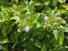 Convolvulus massonii