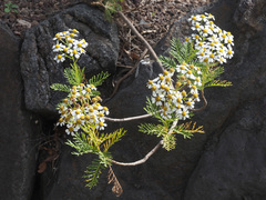 Gonospermum ferulaceum