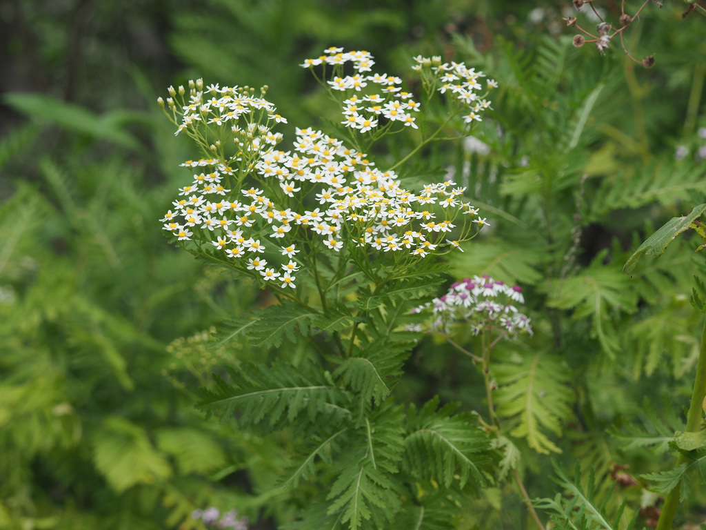 Gonospermum oshanahanii