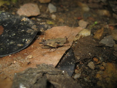 Afrocriotettix durus