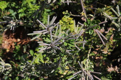 Indigofera cytisoides