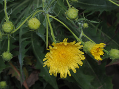 Sonchus platylepis