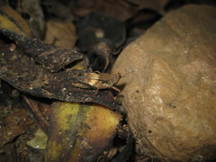 Afrocriotettix durus