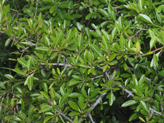 Rhamnus crenulata