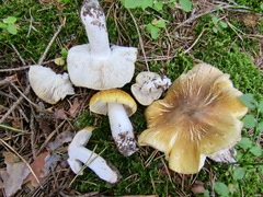 Tricholoma arvernense