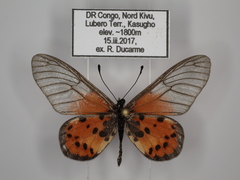 Acraea kalinzu