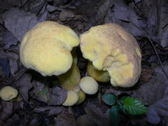 Rubroboletus rhodoxanthus