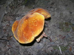 Rubroboletus rhodoxanthus