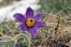 Pulsatilla bungeana