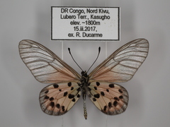 Acraea kalinzu
