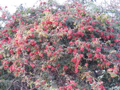 Paullinia fuscescens