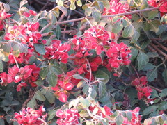 Paullinia fuscescens
