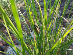 Diponthus argentinus