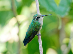 Chlorostilbon lucidus