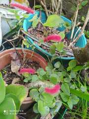 Acalypha chamaedrifolia