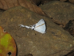 Hypolycaena antifaunus