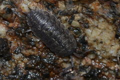 Porcellio monticola
