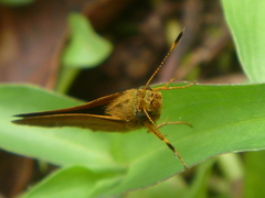 Lepidoptera