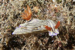 Hypselodoris zephyra