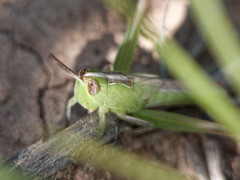 Staurorhectus longicornis
