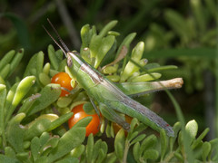 Staurorhectus longicornis