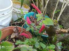 Acalypha chamaedrifolia