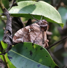 Maassenia heydeni