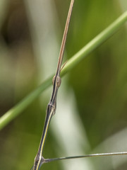 Carphoproscopia lancea