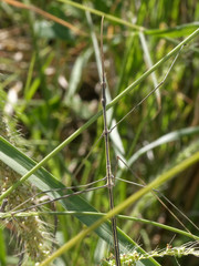 Carphoproscopia lancea