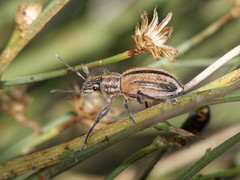 Naupactus verecundus