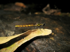 Chlorocypha luminosa