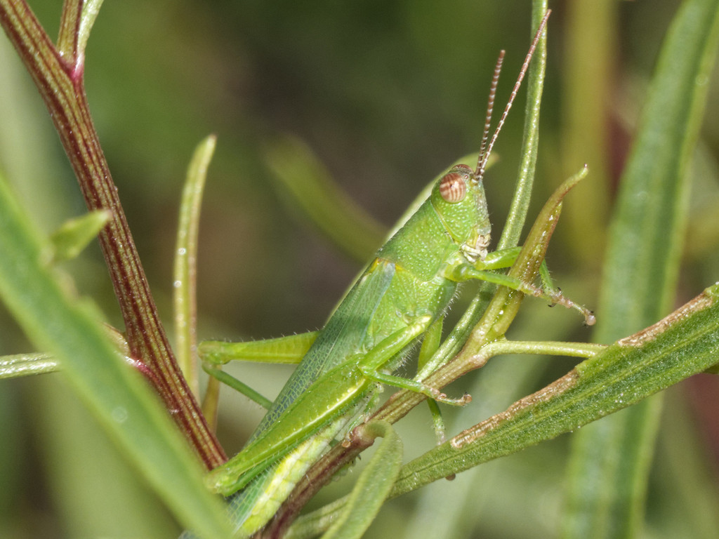 Clarazella patagona