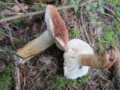 Tricholoma albobrunneum