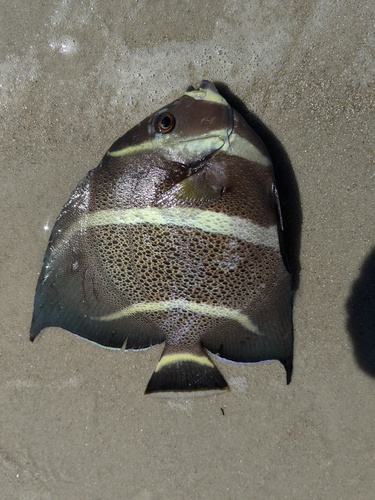 Angelfish (Pomacanthus arcuatus) — Pomacanthidae — 2