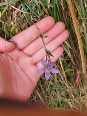 Gentianella aspera