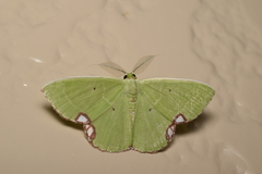 Comibaena procumbaria